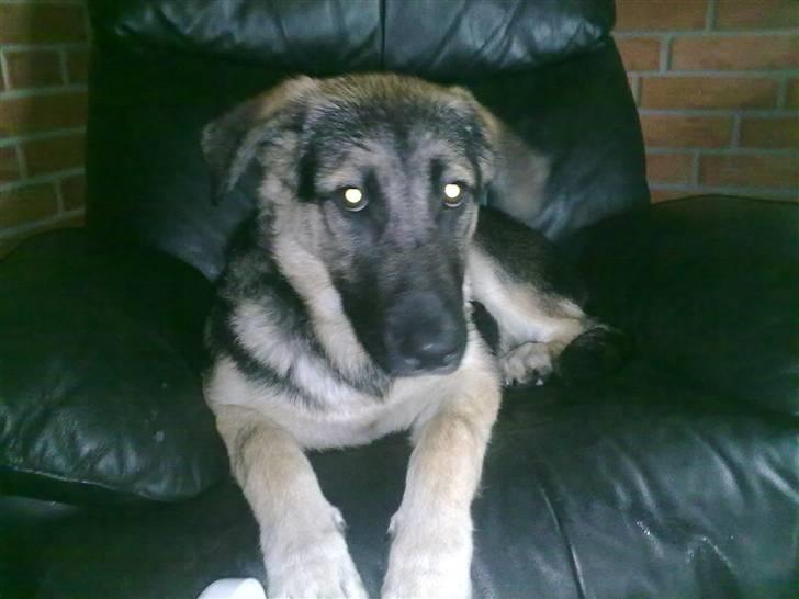 Blanding af racer Bassie (Solgt) billede 1