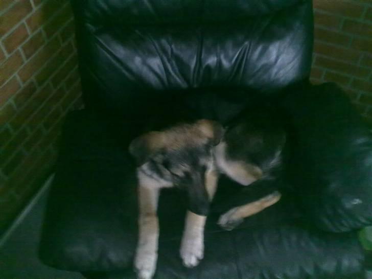 Blanding af racer Bassie (Solgt) billede 2