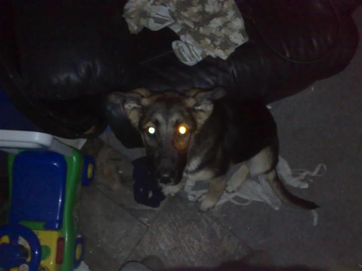 Blanding af racer Bassie (Solgt) billede 3