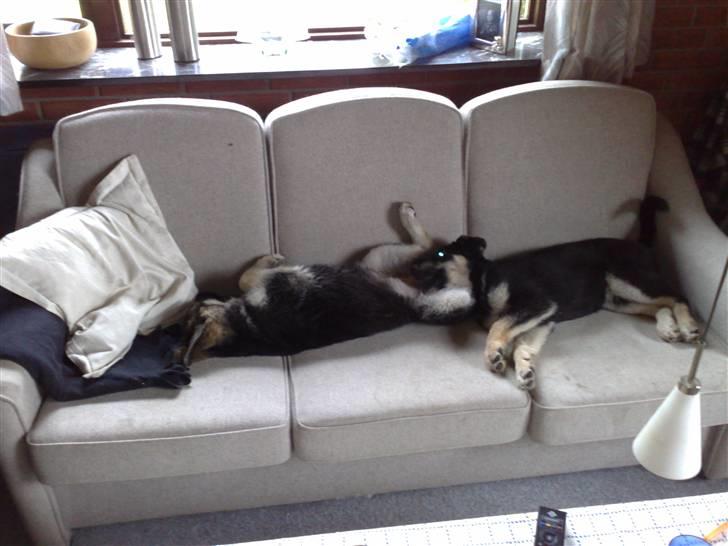 Blanding af racer Bassie (Solgt) - Sammen med søster... (Smilla) billede 4