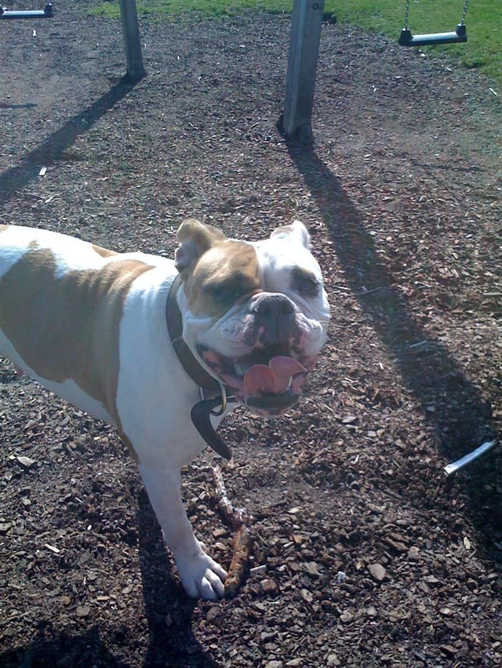 Olde english bulldogge chica billede 13