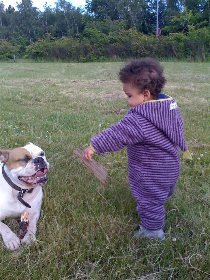 Olde english bulldogge chica billede 14