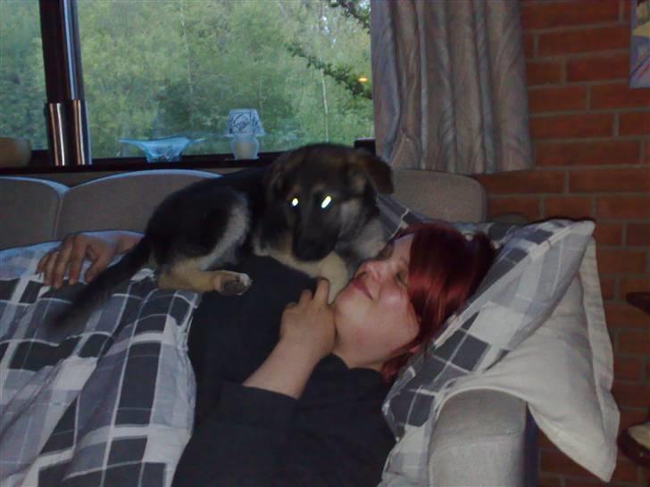 Blanding af racer Bassie (Solgt) - Hyggeputter SKØØØØØNT... billede 5