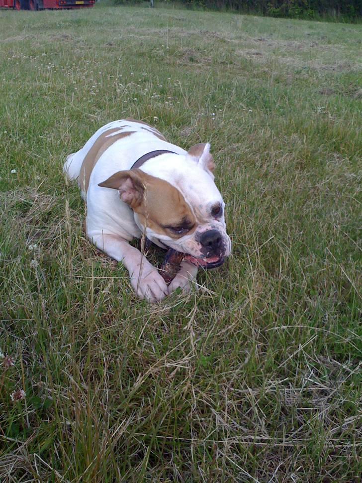 Olde english bulldogge chica billede 16