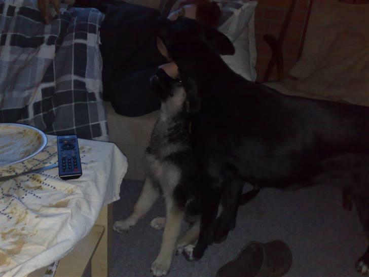 Blanding af racer Bassie (Solgt) - Sammen med mor... (Stella) billede 6