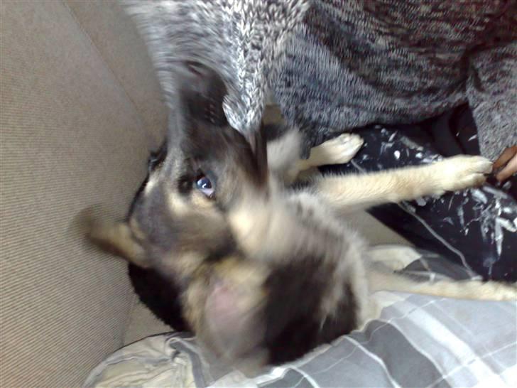 Blanding af racer Bassie (Solgt) - Så er det lege tid... Altid skønt når der er nogen som vil tumle... billede 7