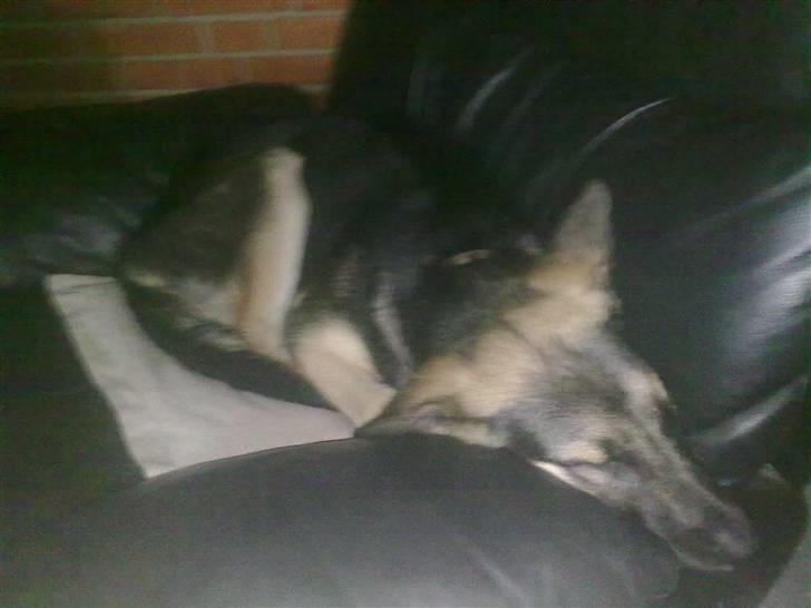 Blanding af racer Bassie (Solgt) billede 8