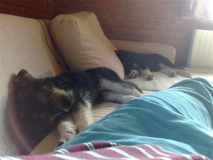 Blanding af racer Bassie (Solgt) - Middagslur sammen med søster... (Smilla) billede 9