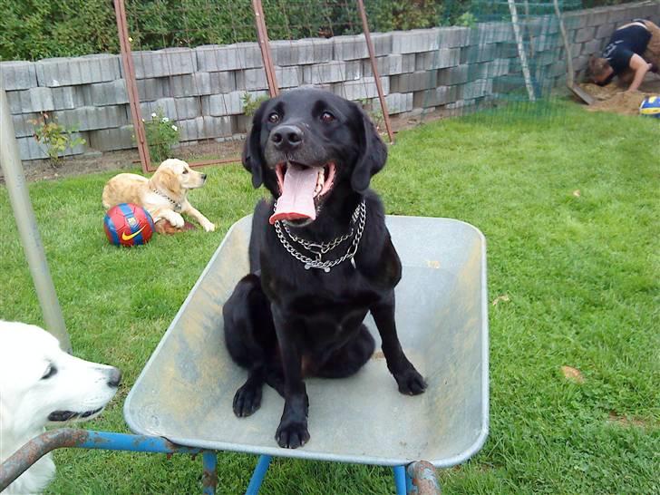 Labrador retriever Basse R.I.P - Basse sidder i en trillebøger billede 14