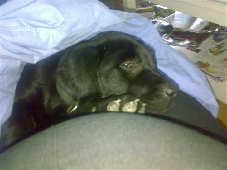 Labrador retriever freja R.I.P. mors pige billede 1