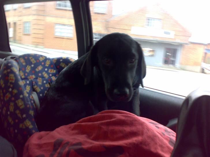 Labrador retriever freja R.I.P. mors pige billede 2