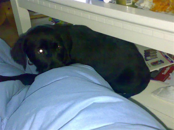 Labrador retriever freja R.I.P. mors pige billede 4