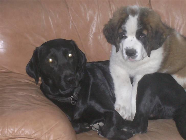 Labrador retriever freja R.I.P. mors pige billede 6