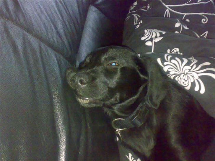 Labrador retriever freja R.I.P. mors pige billede 7