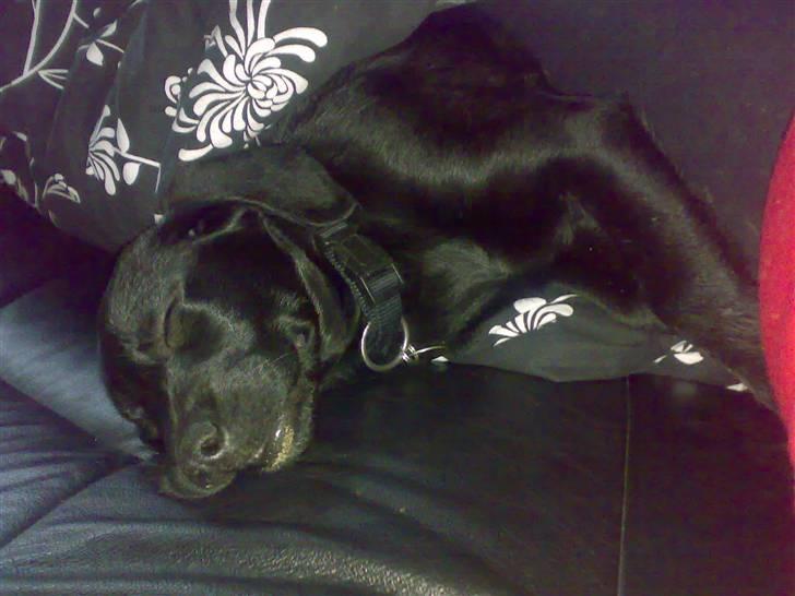 Labrador retriever freja R.I.P. mors pige billede 8