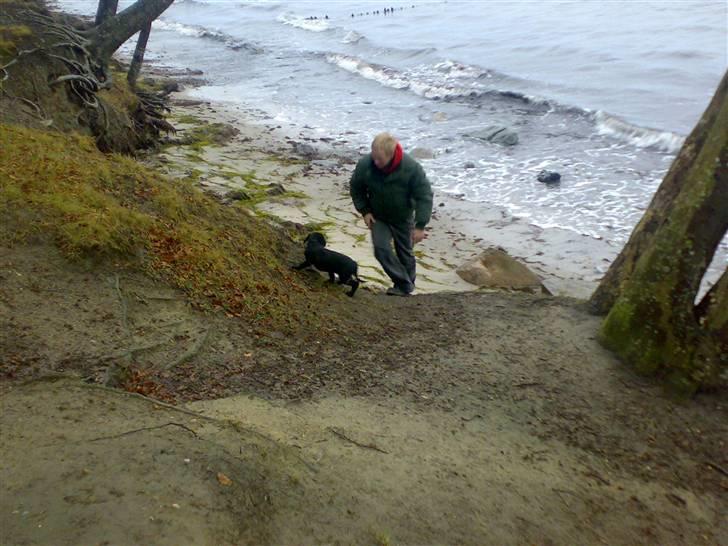 Labrador retriever freja R.I.P. mors pige billede 9