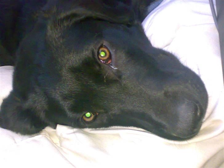 Labrador retriever freja R.I.P. mors pige billede 10