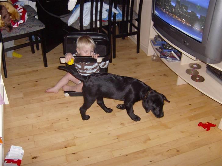 Labrador retriever freja R.I.P. mors pige billede 11