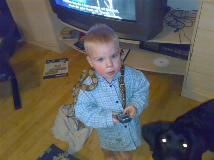 Labrador retriever freja R.I.P. mors pige billede 12