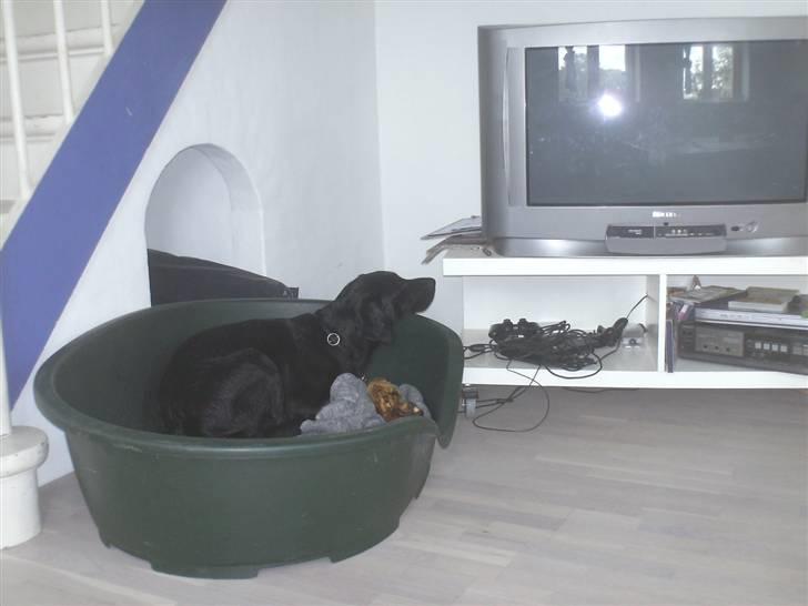 Labrador retriever freja R.I.P. mors pige billede 13