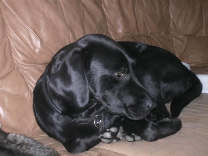 Labrador retriever freja R.I.P. mors pige billede 14