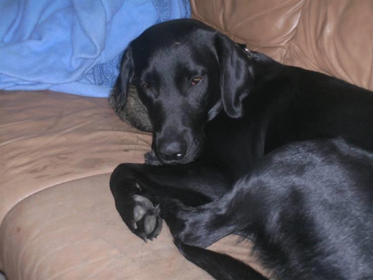 Labrador retriever freja R.I.P. mors pige billede 15