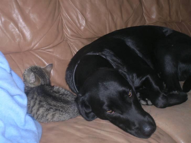 Labrador retriever freja R.I.P. mors pige billede 16