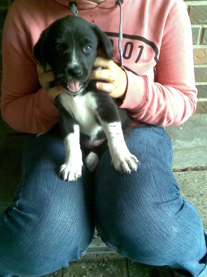 Blanding af racer lady - gaaab :) billede 2