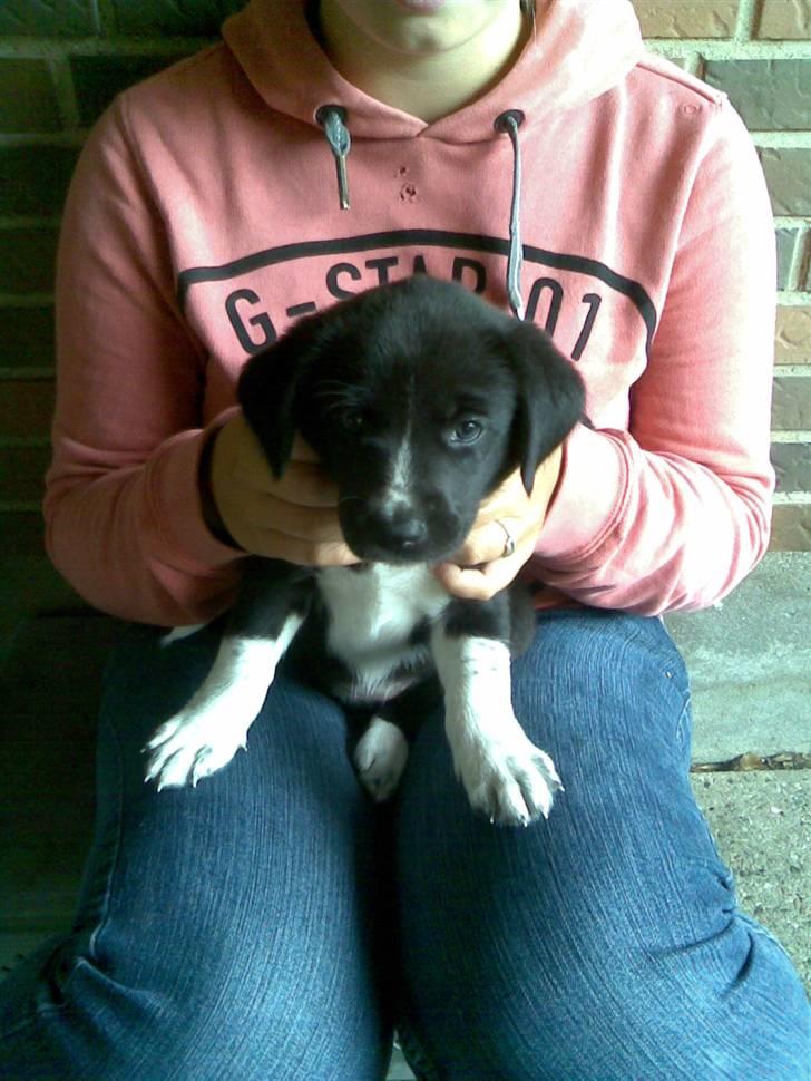 Blanding af racer lady - nu vil jeg ned billede 3