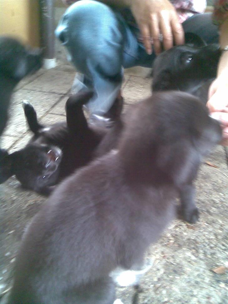 Blanding af racer lady - jeg gider ikke slås billede 5