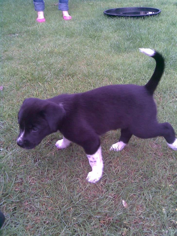 Blanding af racer lady - nu kan vi lege udenfor :) billede 7