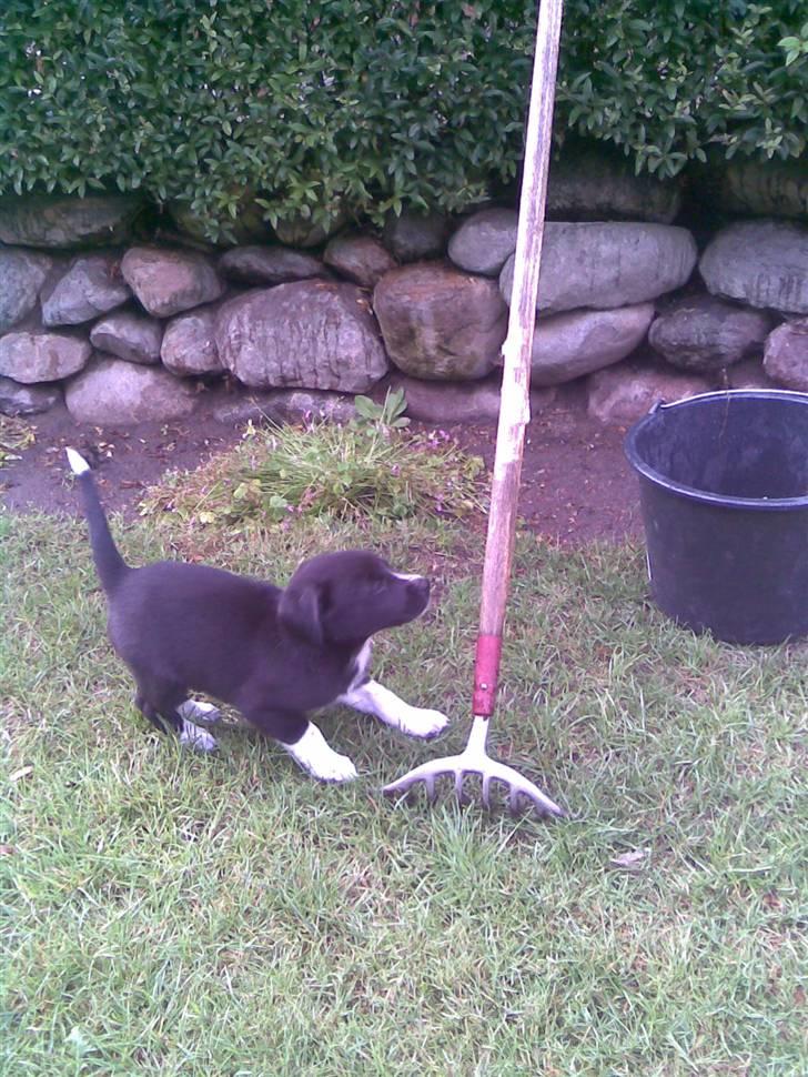 Blanding af racer lady - der stod sku en rive  billede 8