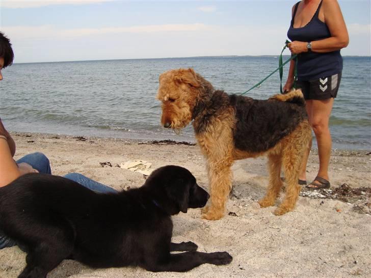 Flat coated retriever Chico - Chico 15 uger. Han kan godt li  at møde nye og bekendte hunde ved stranden :) billede 14