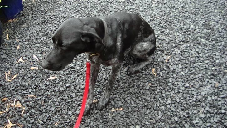 Blanding af racer Bella - Samme dag jeg fik hende, d. 27. Juli billede 6