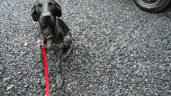 Blanding af racer Bella - Samme dag jeg fik hende, d. 27. Juli billede 8