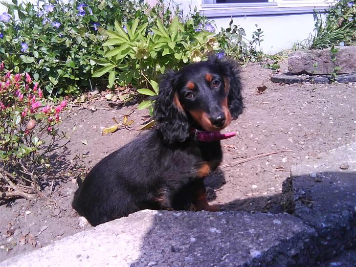 Dværggravhund Tulle billede 1