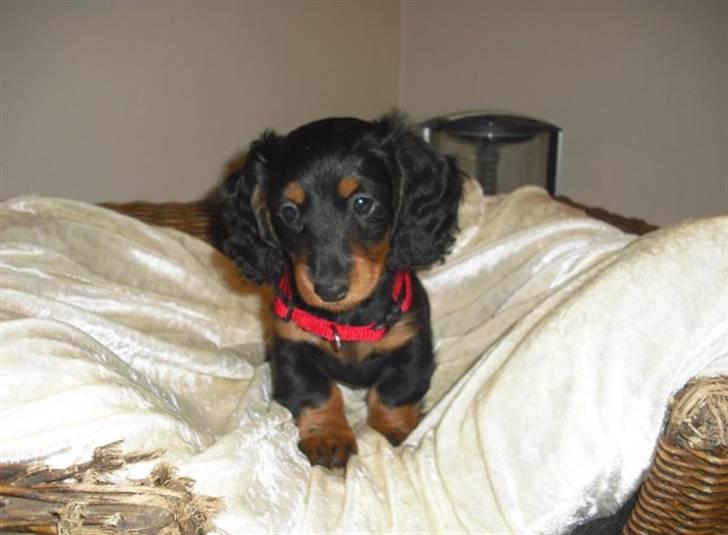 Dværggravhund Tulle - Sådan så Tulle ud, da vi fik hende 8 uger gammel. Hun er ikke til at stå for, vel? billede 2