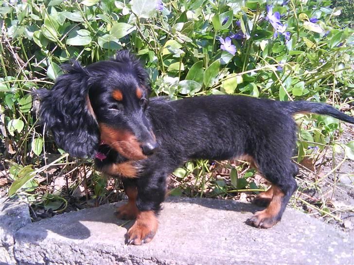 Dværggravhund Tulle billede 3