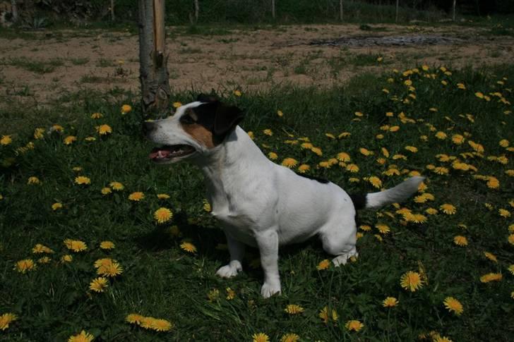 Jack russell terrier Saba billede 7