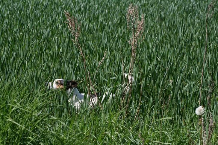 Jack russell terrier Saba billede 8