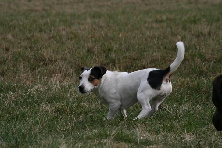 Jack russell terrier Saba billede 9