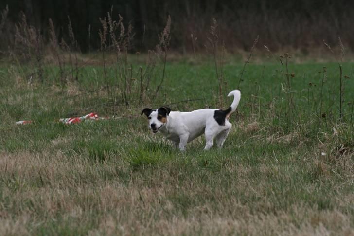 Jack russell terrier Saba billede 10