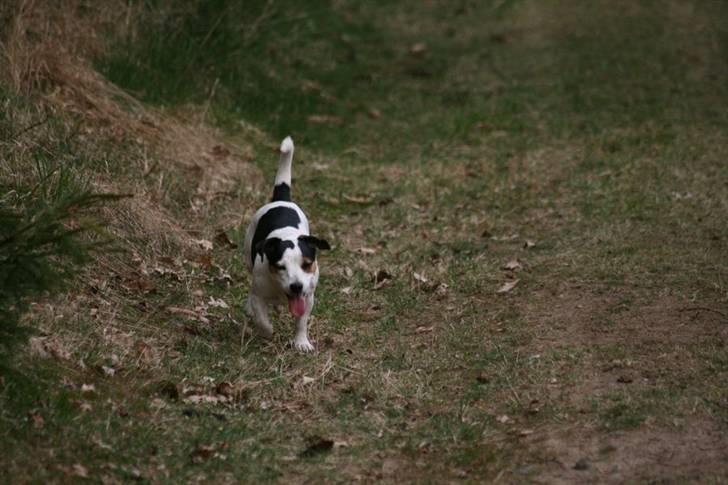 Jack russell terrier Saba billede 11