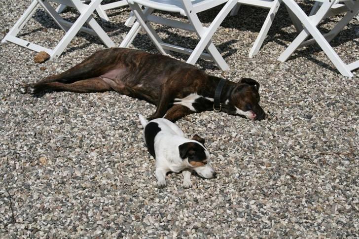 Jack russell terrier Saba - Så skal solen nydes billede 12