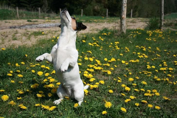 Jack russell terrier Saba - Se hvad jeg kan billede 14