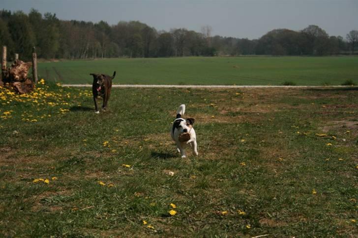 Jack russell terrier Saba - Jeg kommer først. billede 15