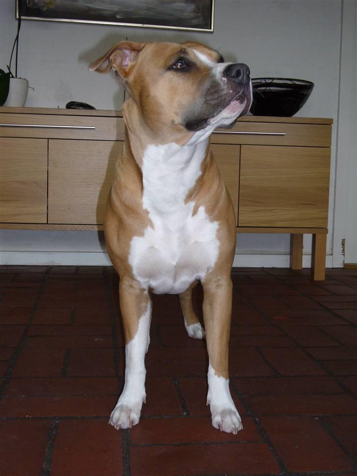 Amerikansk staffordshire terrier Milla billede 19