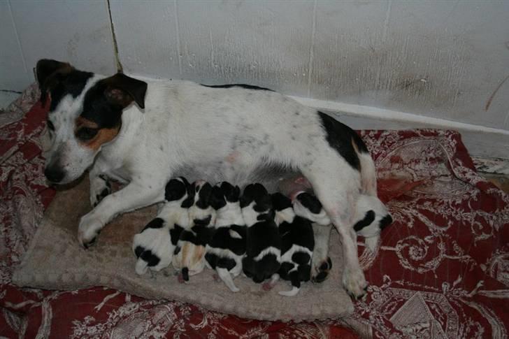 Jack russell terrier Saba - Saba med hendes hvalpe billede 16