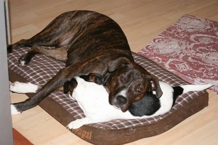 Blanding af racer Kala billede 8