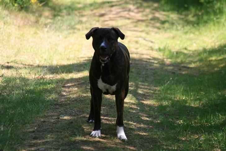 Blanding af racer Kala billede 9